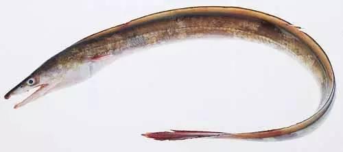 日本鰻魚(yú)陷入絕境？捕獲量?jī)H為去年同期的1%！