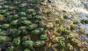 原料價格持續(xù)上漲，今年牛蛙市場要“?！逼饋恚?/>
                </div>
                <div   id=